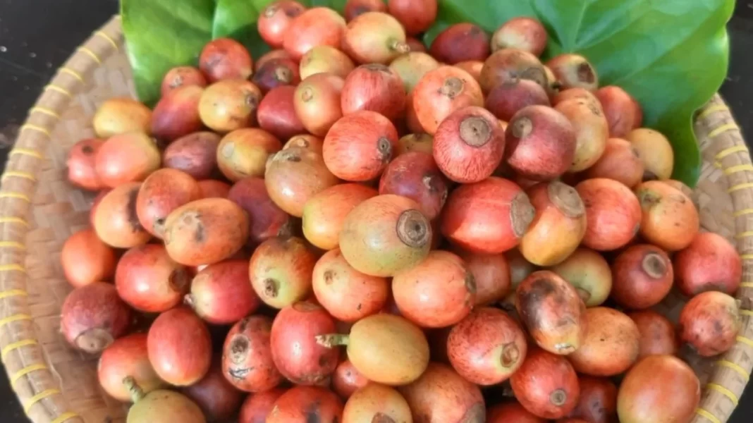 Kopi Liberika Sendoyan, Kebangkitan Kopi Kalimantan Barat Kopi Liberika Sendoyan